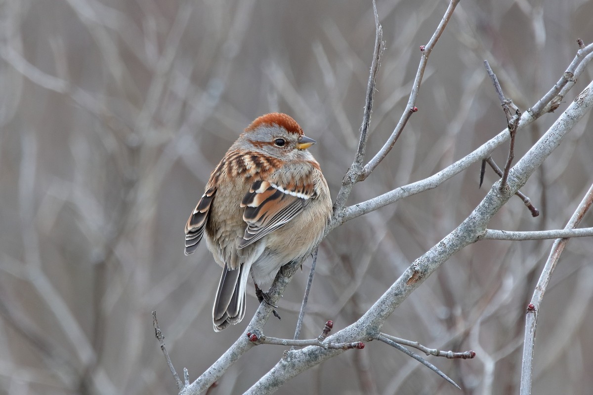 Hudson Körfezi Serçesi - ML646542440