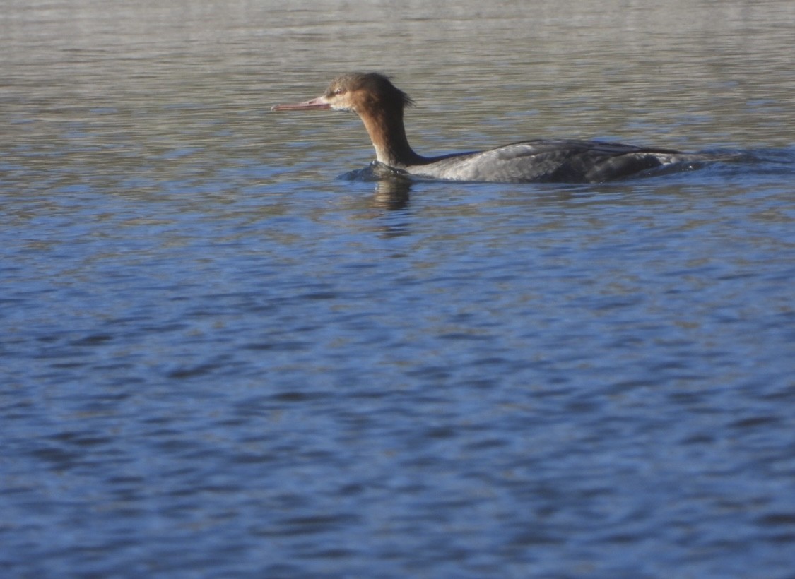 Red-breasted Merganser - ML646542442
