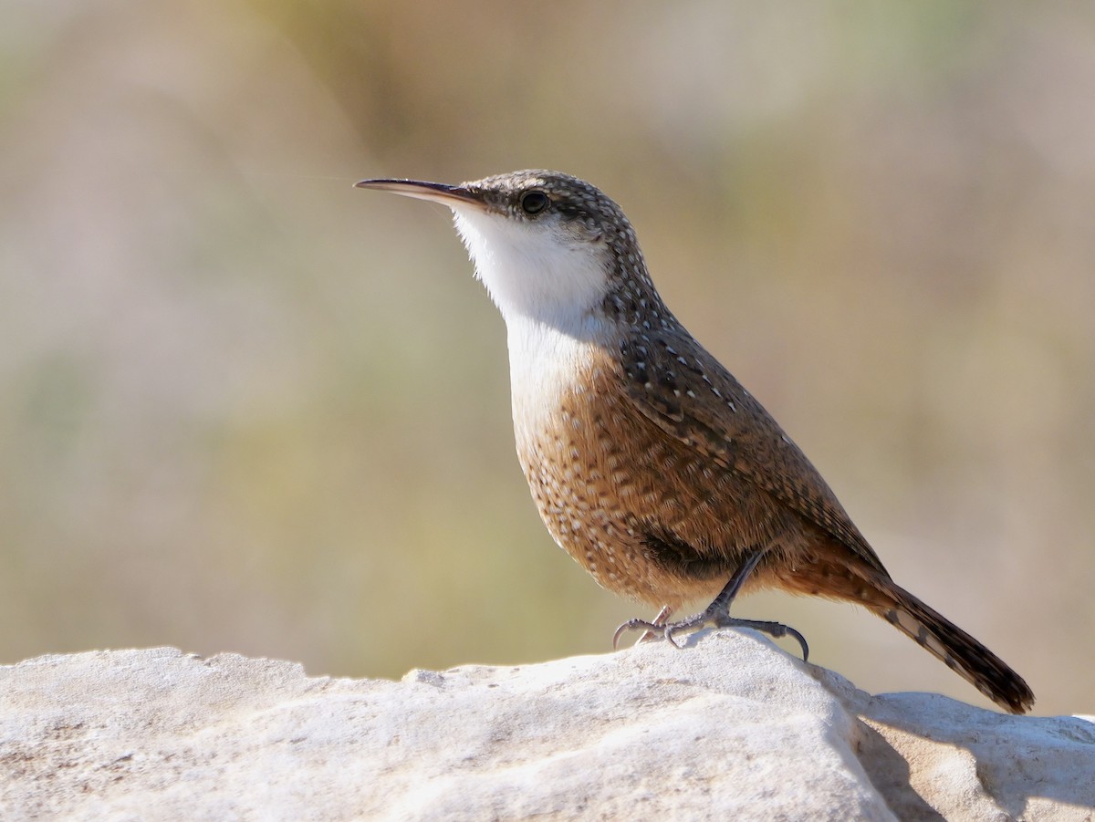 ムナジロミソサザイ - ML646542445