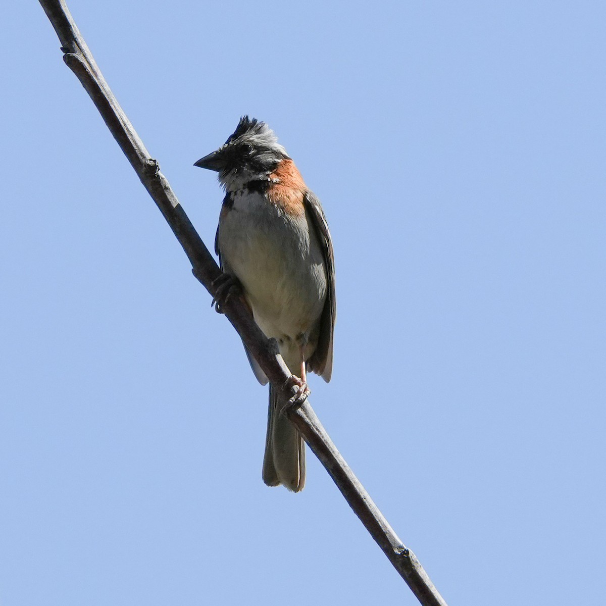 Rufous-collared Sparrow - ML646542448