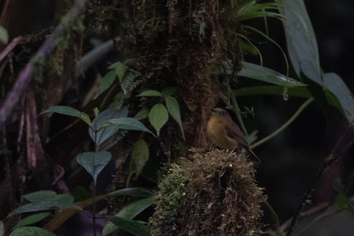 Bronze-olive Pygmy-Tyrant - ML646542449