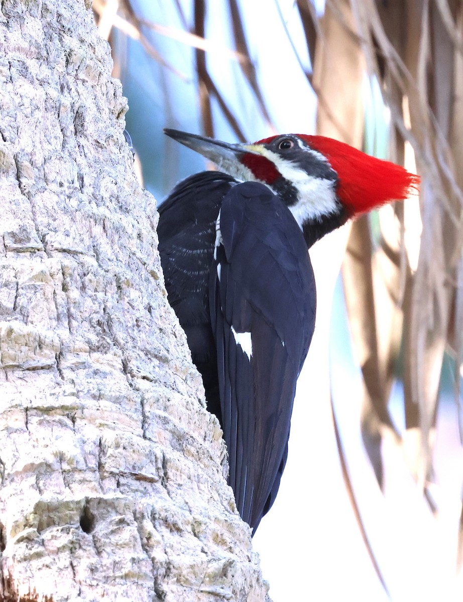 Pileated Woodpecker - ML646542450