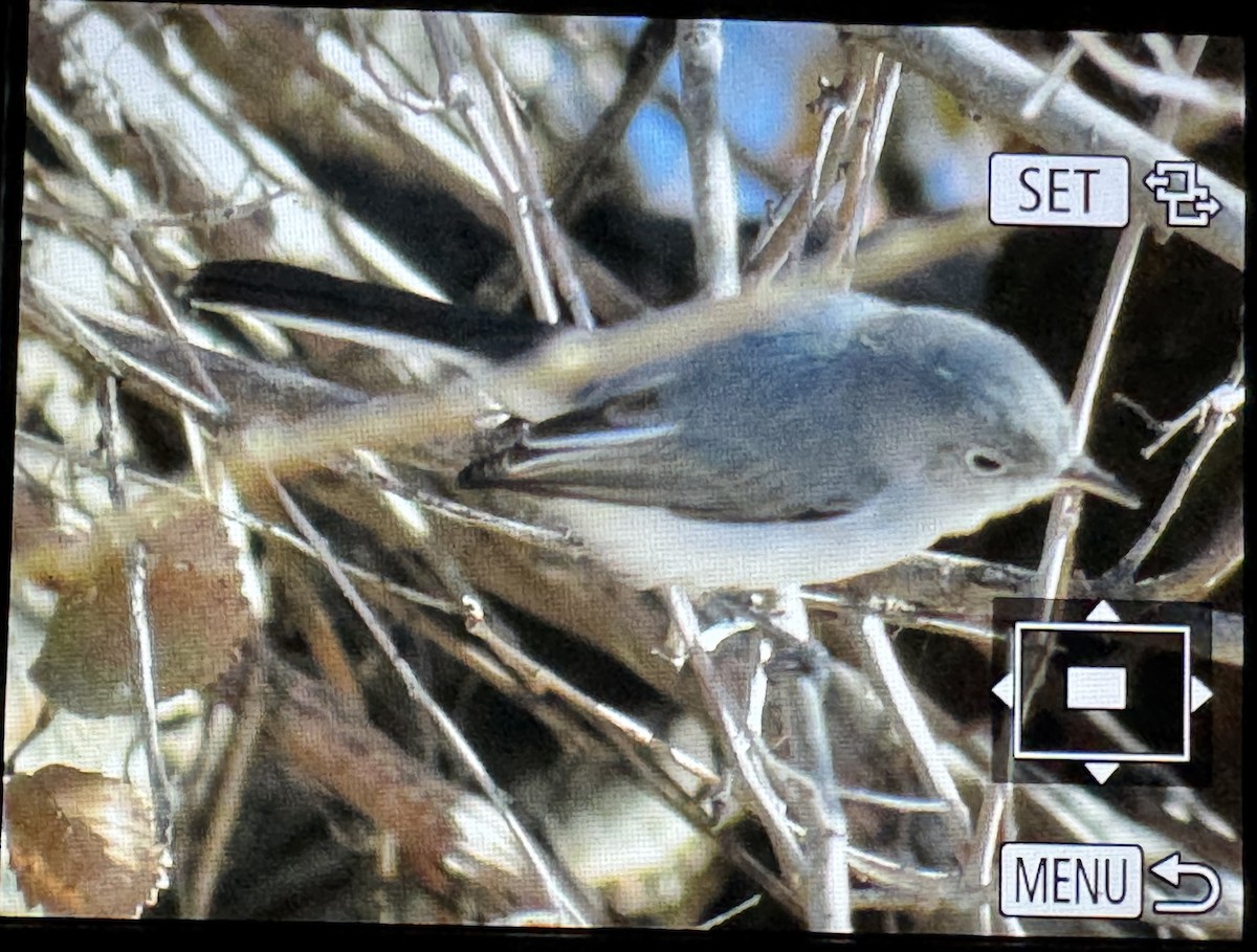 Blue-gray Gnatcatcher - ML646542451