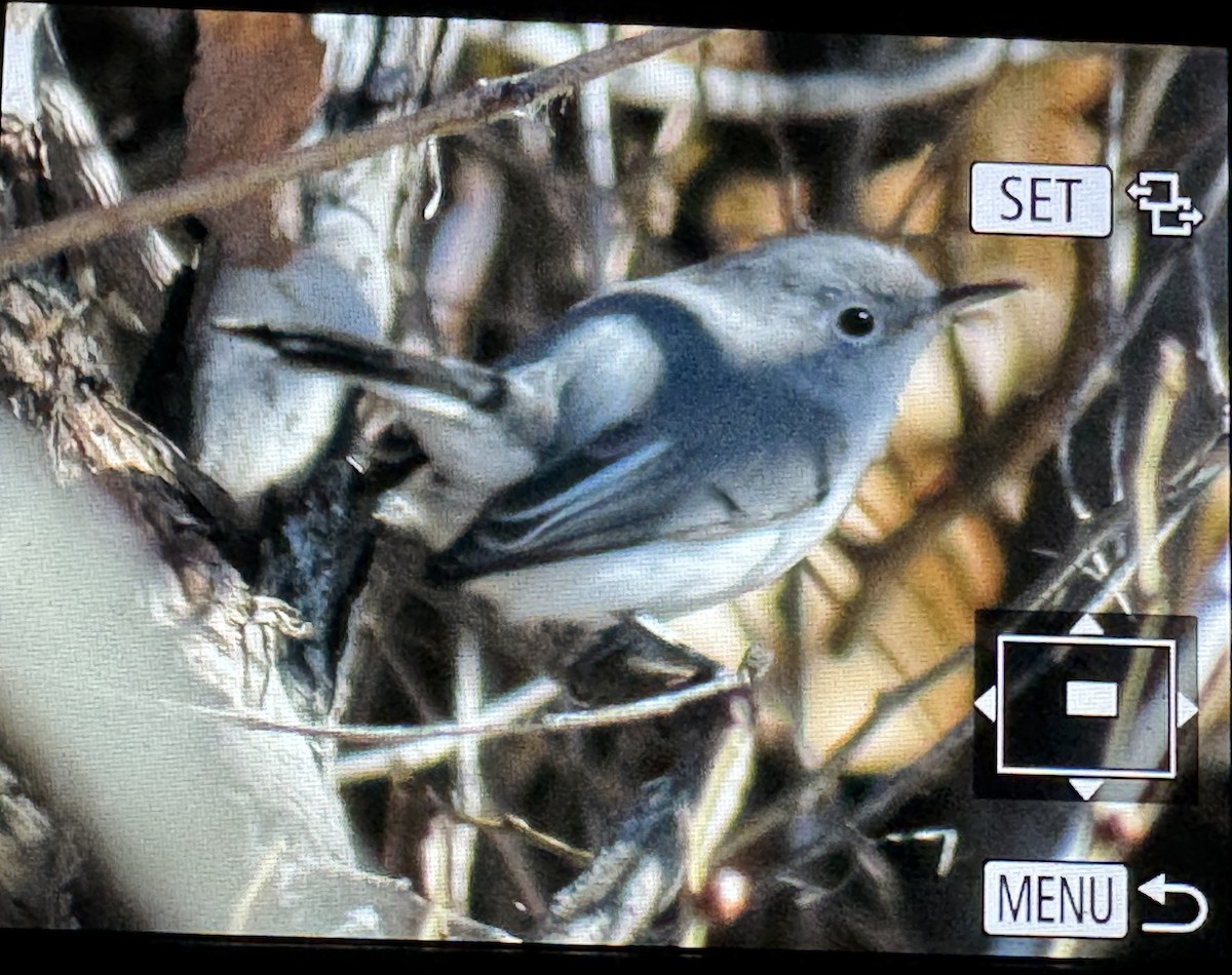 Blue-gray Gnatcatcher - ML646542452