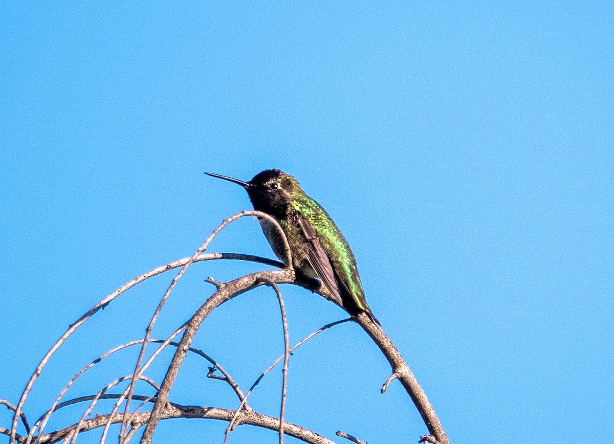 Anna's Hummingbird - ML646542453