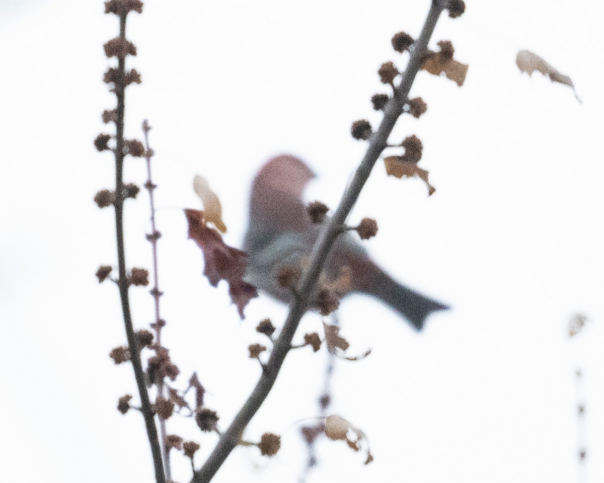 Pinu-gailupa - ML646542454