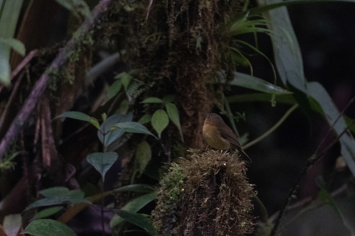 Bronze-olive Pygmy-Tyrant - ML646542455