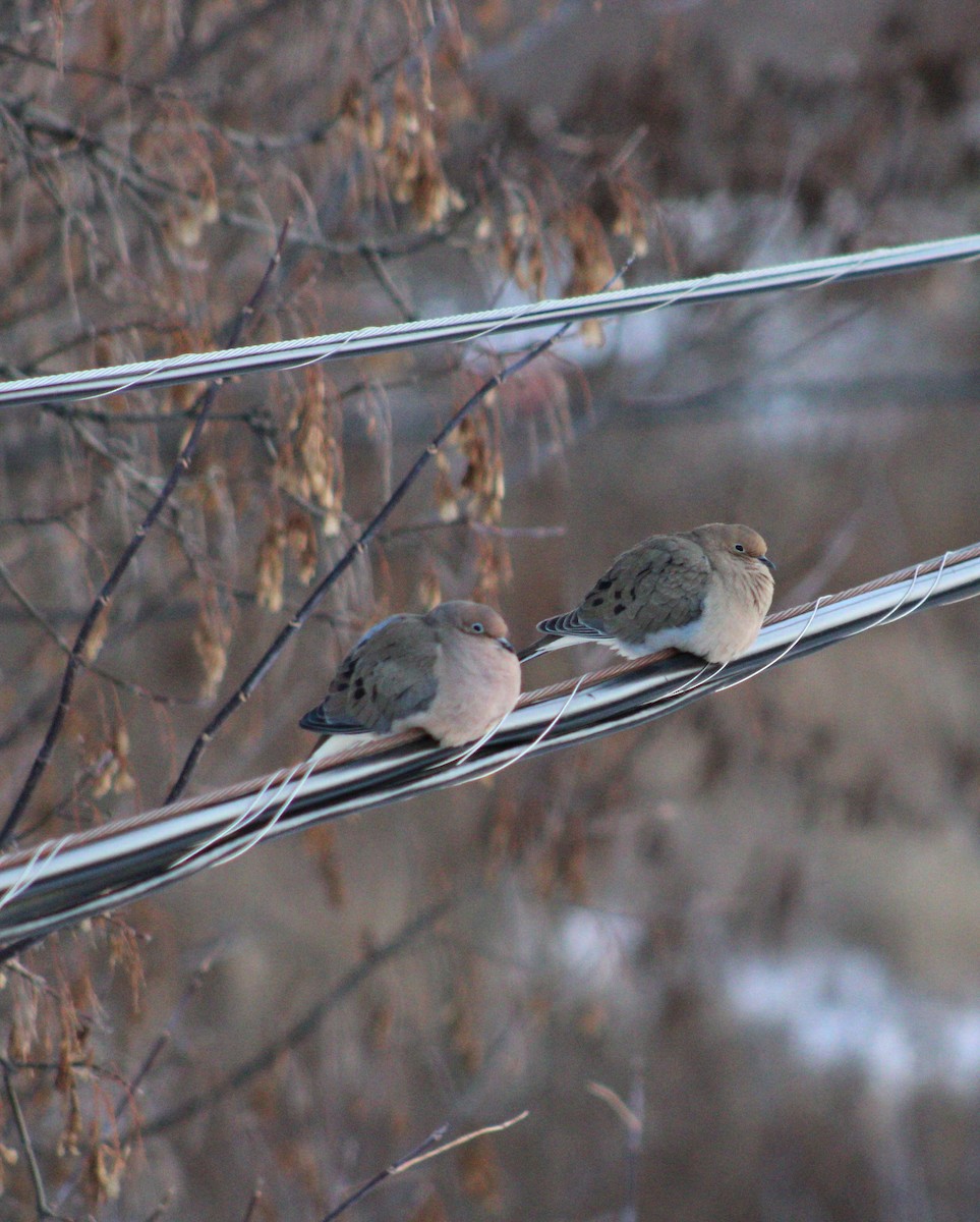 Mourning Dove - ML646542456