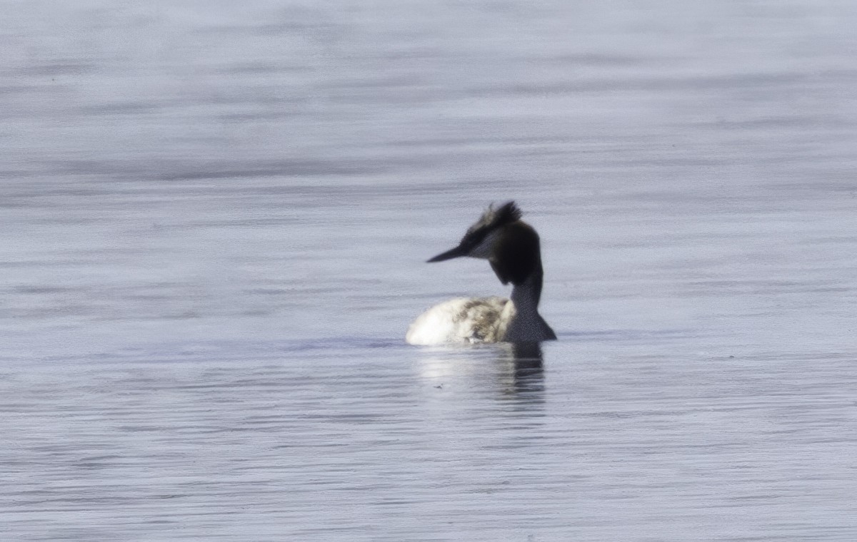 טבלן מצויץ - ML646542457