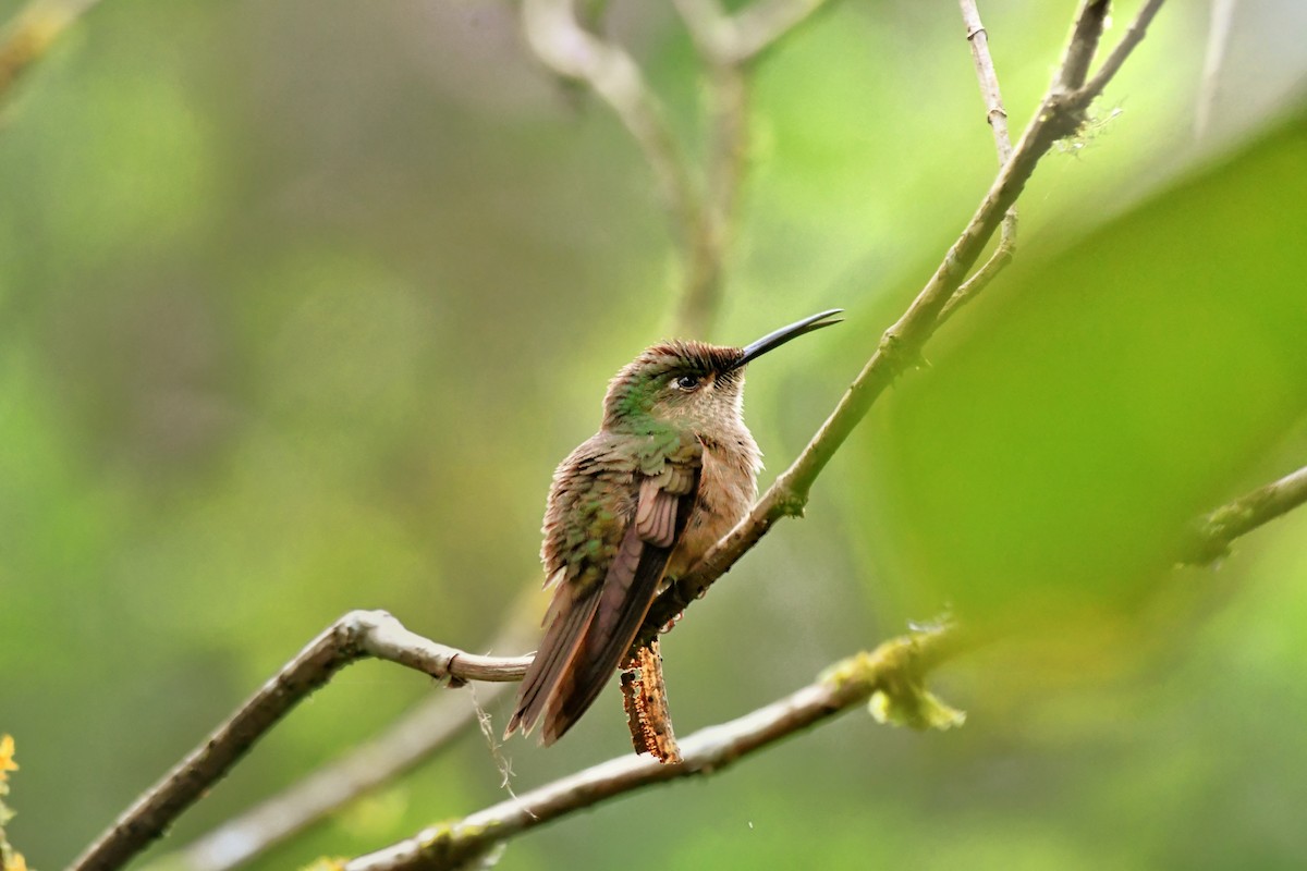 Brillante Pechigamuza - ML646542459