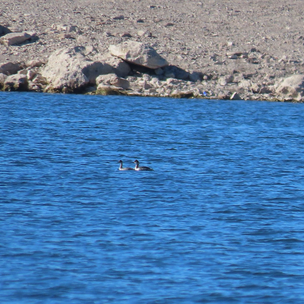 ハジロカイツブリ - ML646542464