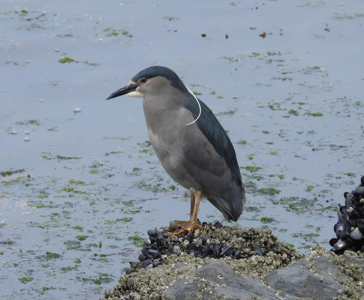 Black-crowned Night Heron - ML646542465