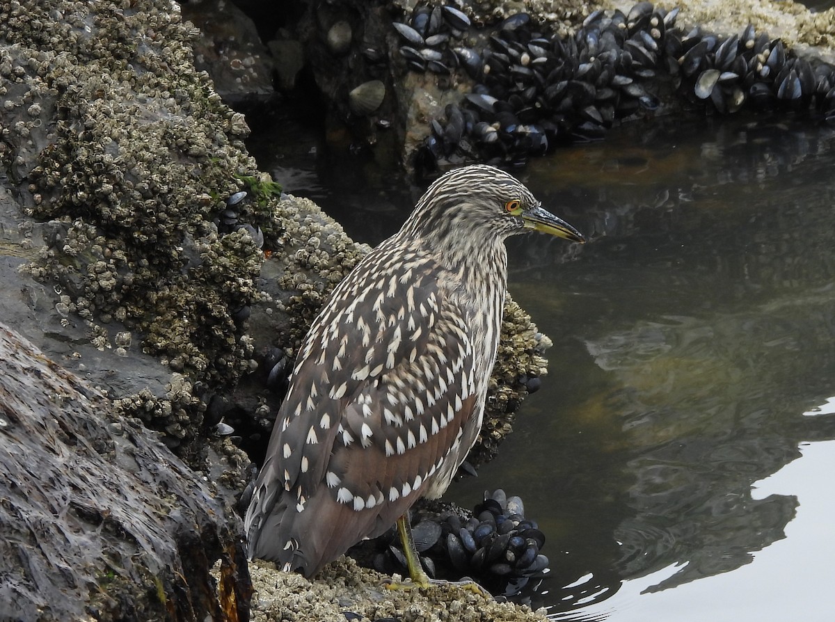 Black-crowned Night Heron - ML646542466