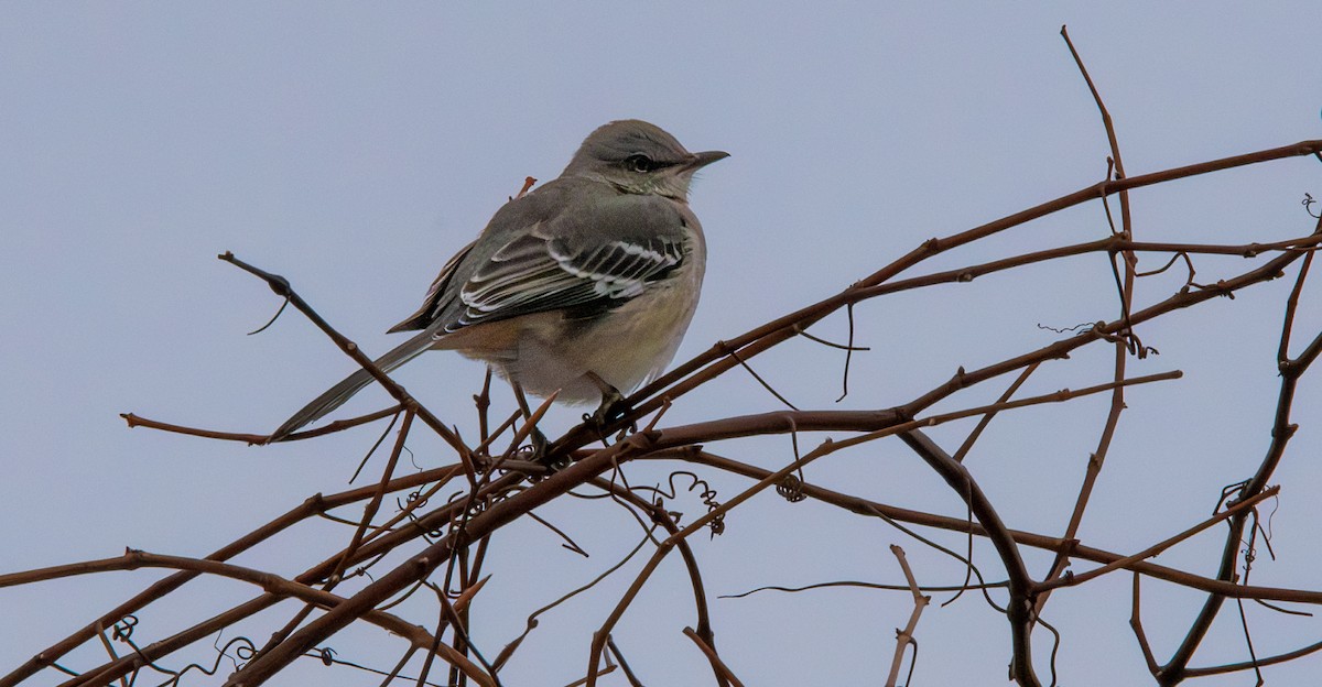 Moqueur polyglotte - ML646542467