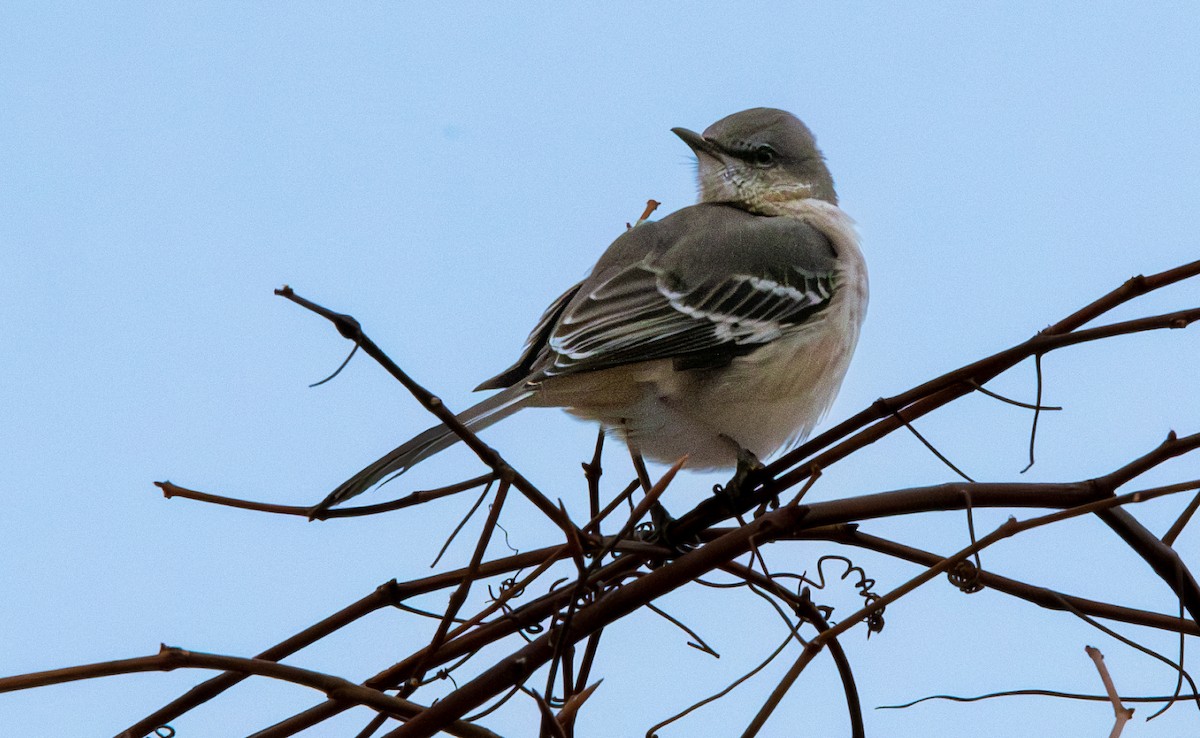 Moqueur polyglotte - ML646542468