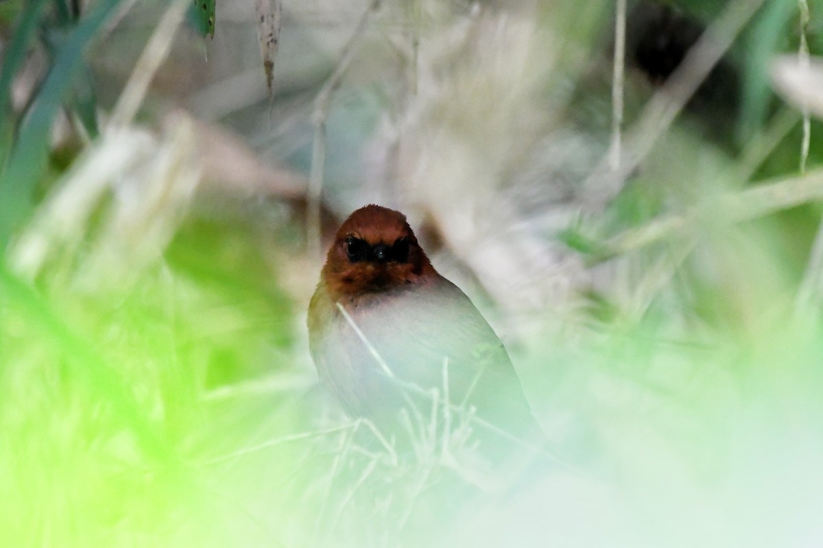 Rufous Spinetail - ML646542470