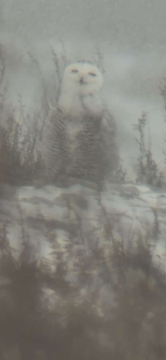 Snowy Owl - ML646542471
