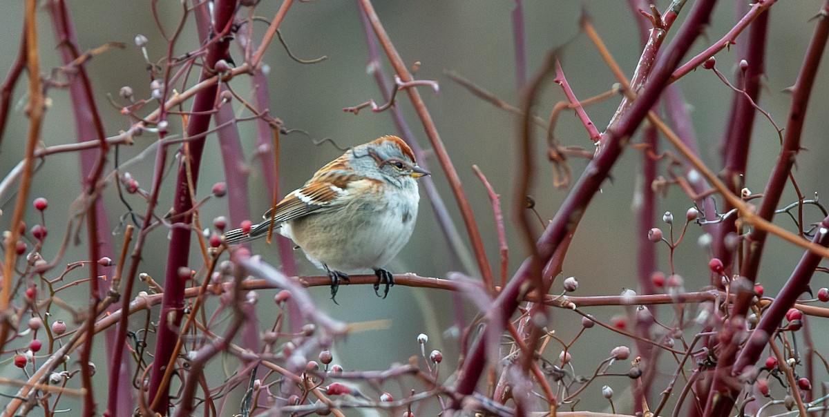 Bruant hudsonien - ML646542473