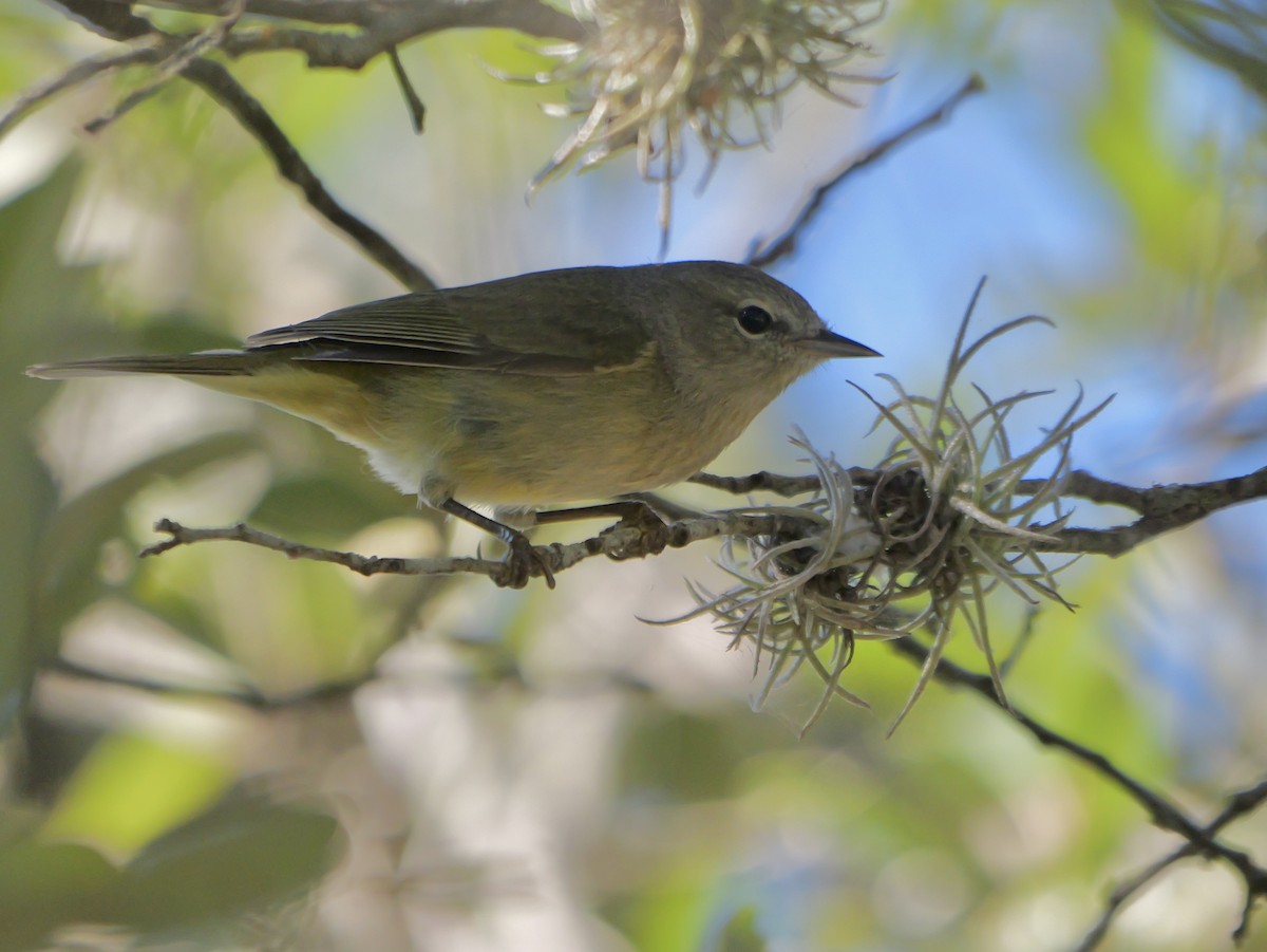 サメズアカアメリカムシクイ - ML646542474