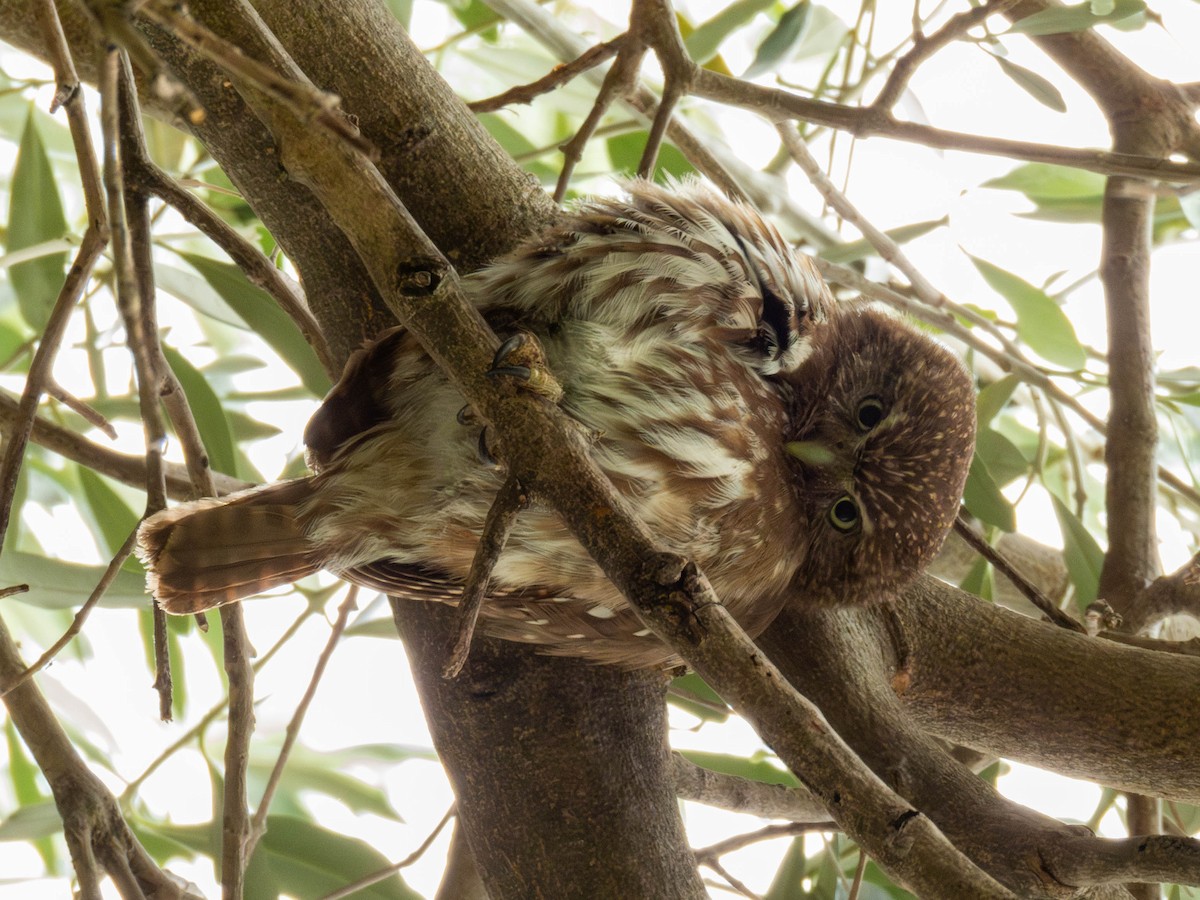Ferruginous Pygmy-Owl - ML646542477