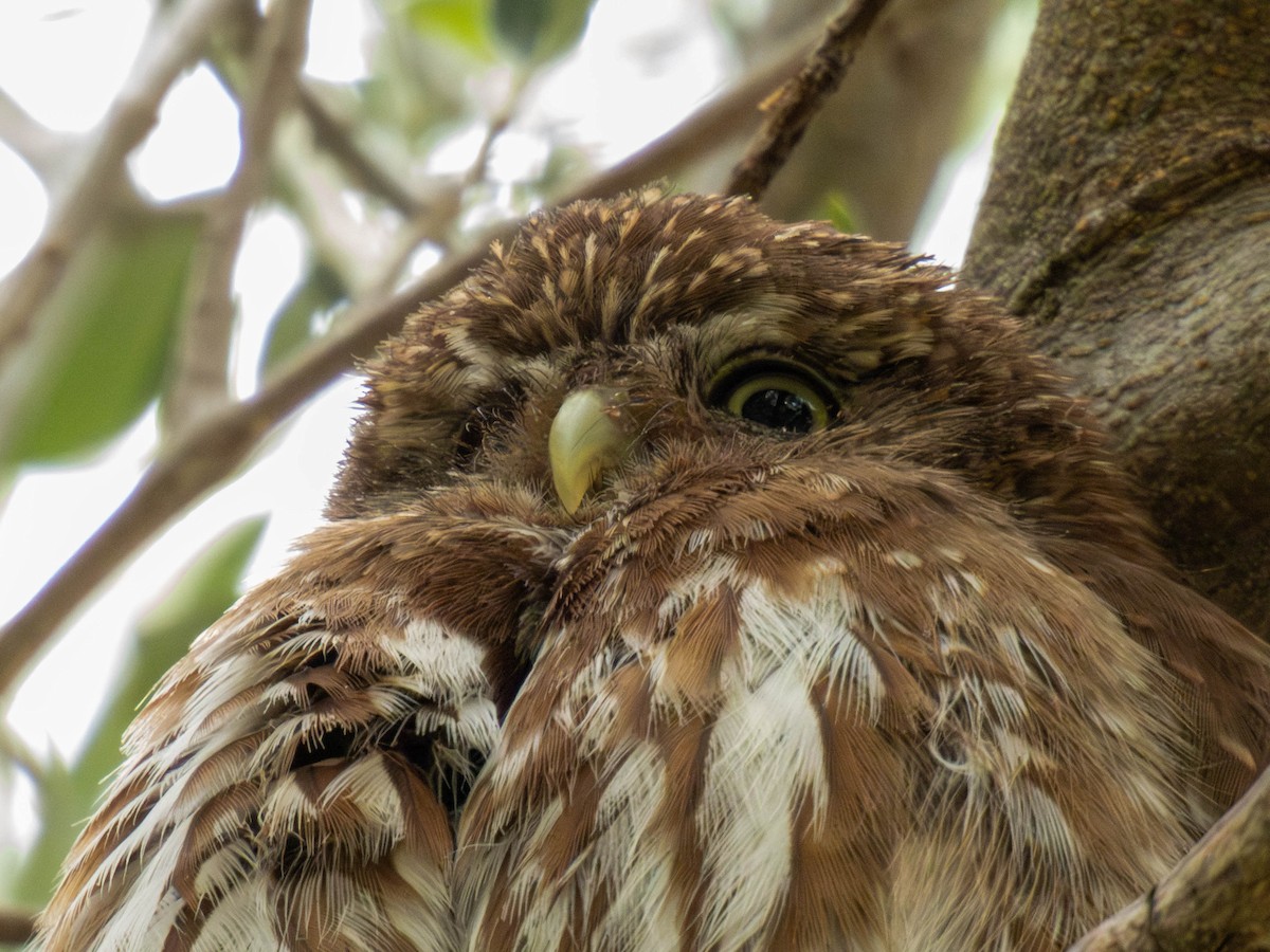 Ferruginous Pygmy-Owl - ML646542478
