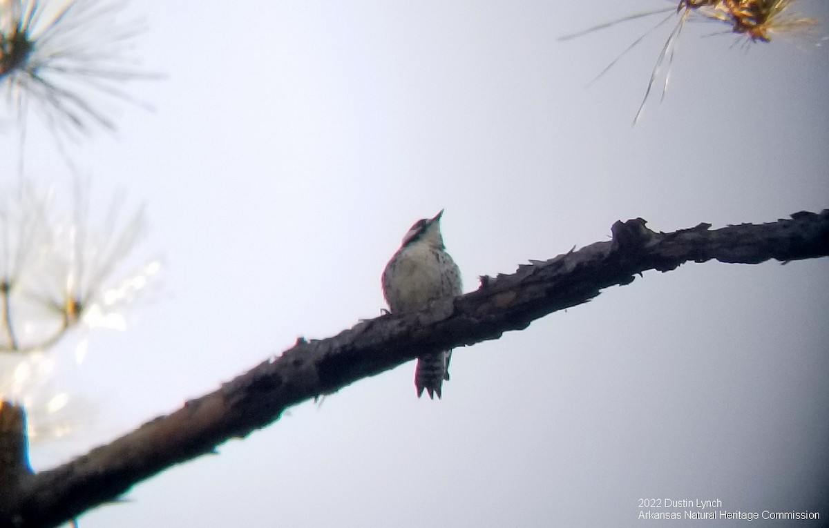 Red-cockaded Woodpecker - ML646542479