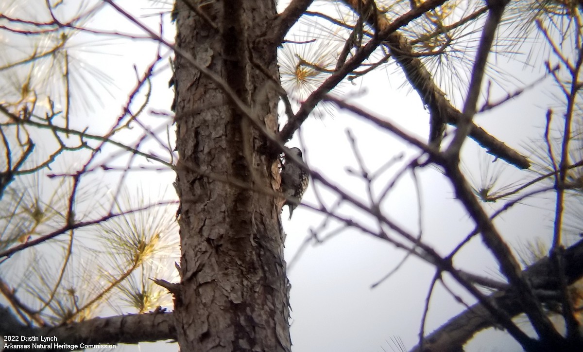 Red-cockaded Woodpecker - ML646542481