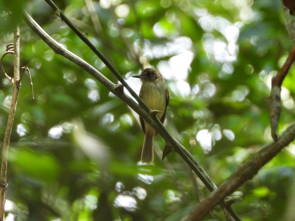 Буроголовый ореджеро - ML646542485