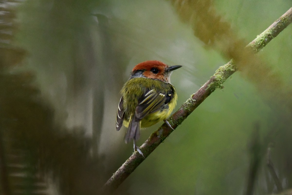 Rufous-crowned Tody-Flycatcher - ML646542489