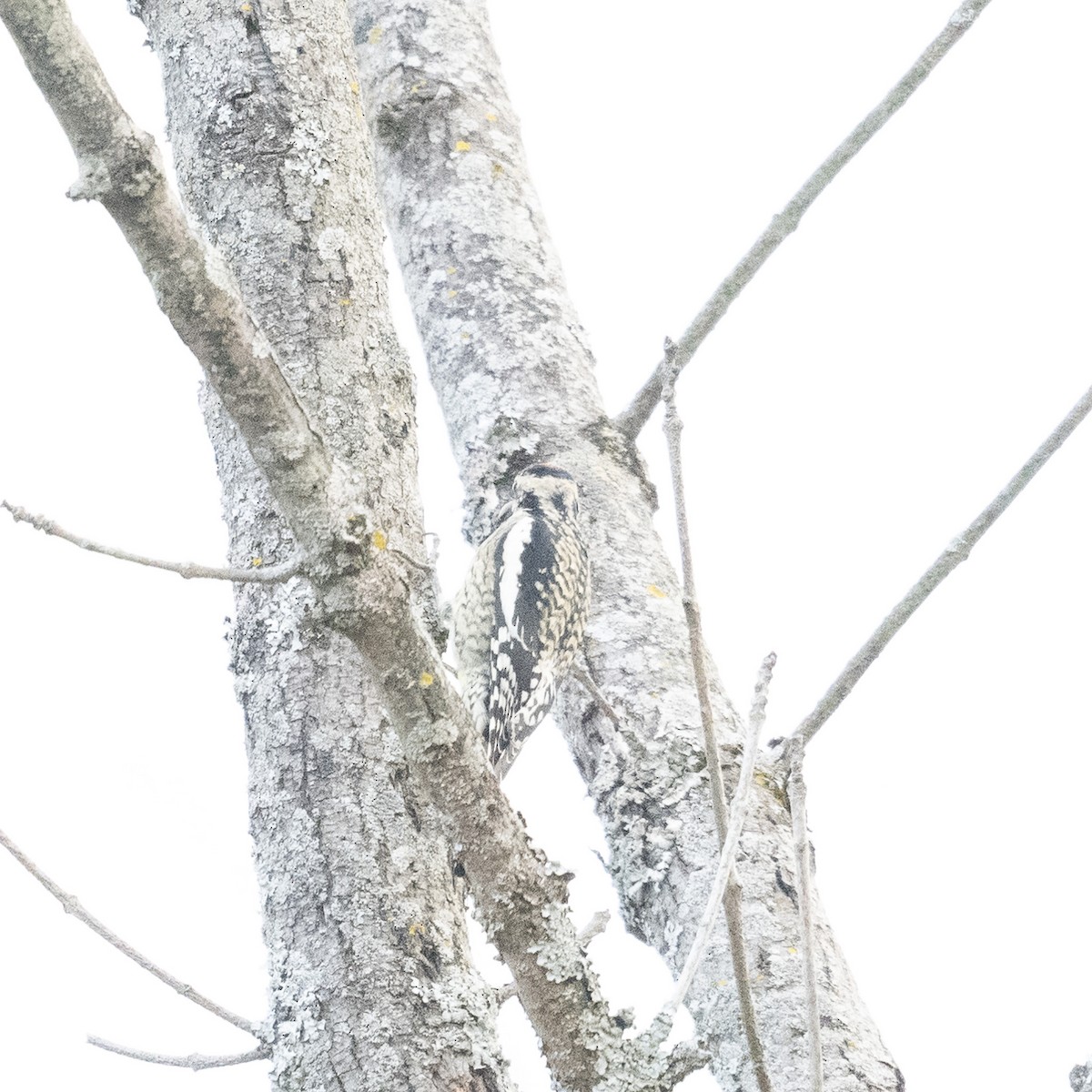 Sarı Karınlı Ağaçkakan - ML646542490