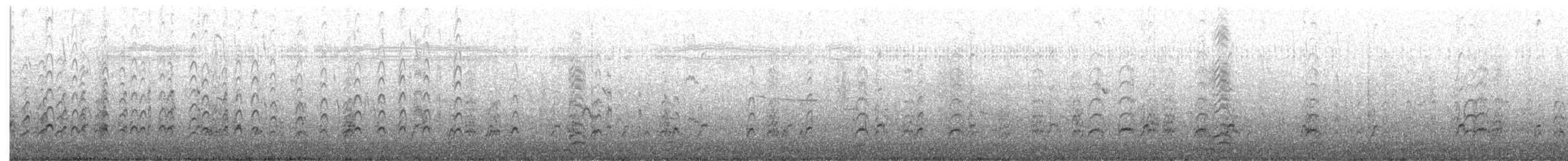 berneška malá - ML646542491