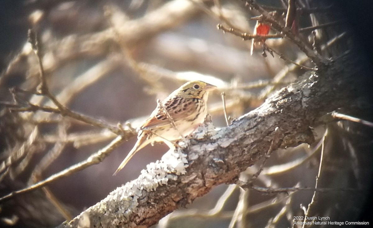 Henslow's Sparrow - ML646542492