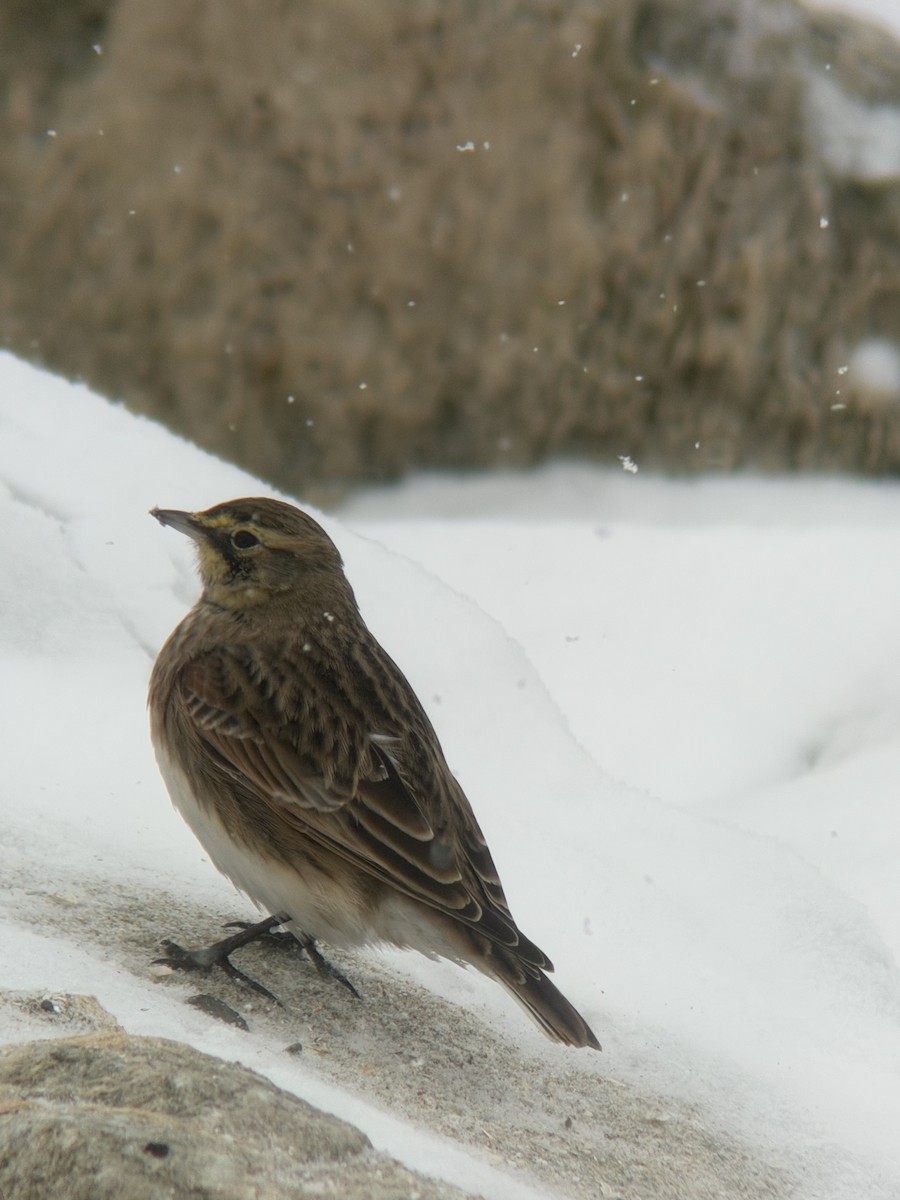 Horned Lark - ML646542495