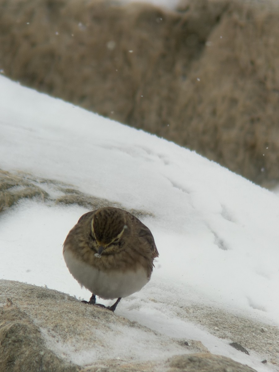 Horned Lark - ML646542496