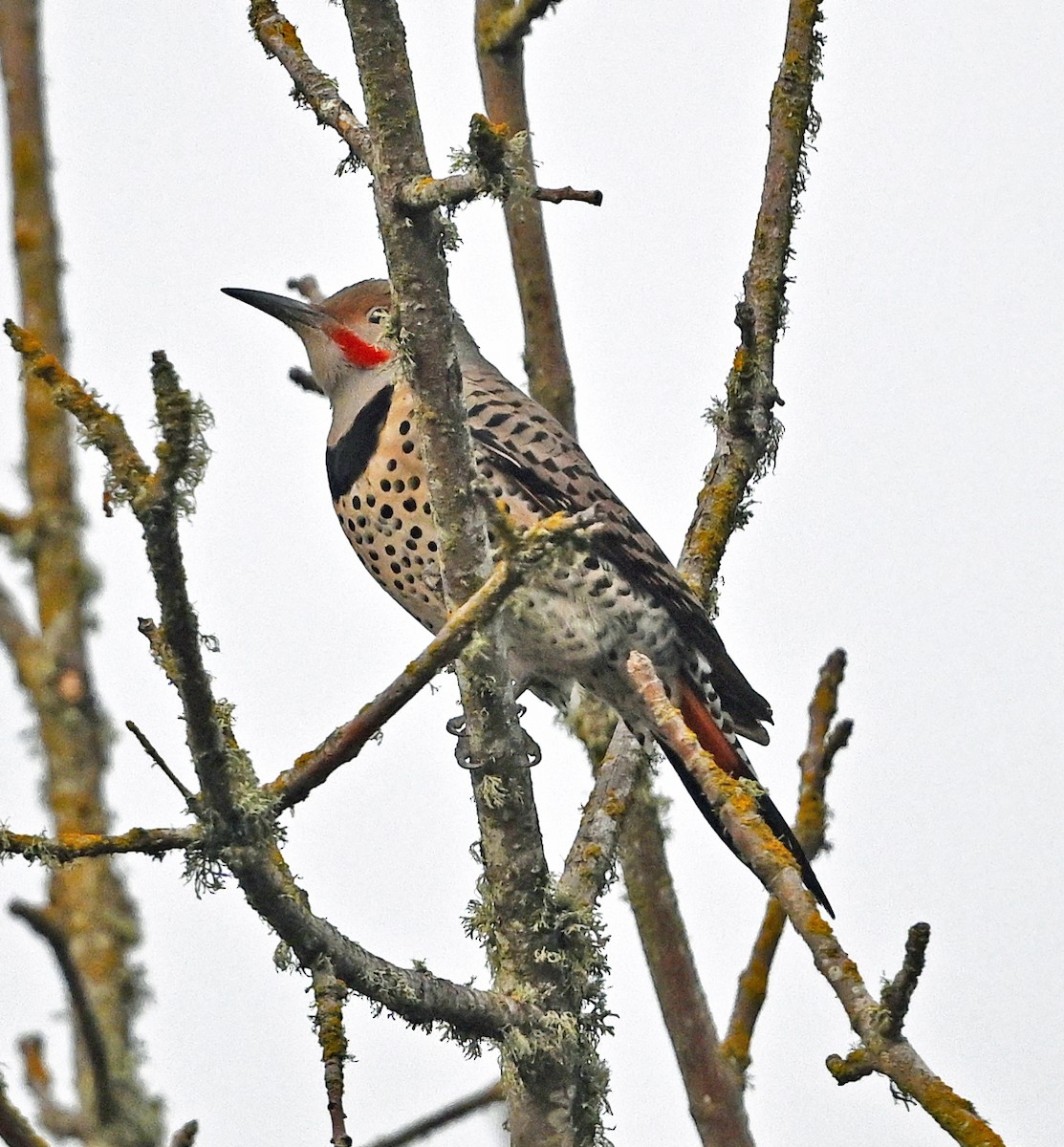 Шилоклювый дятел - ML646542499