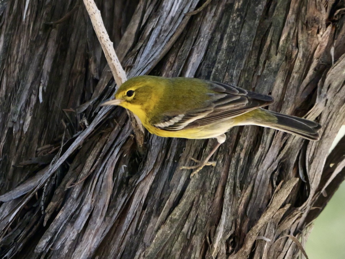 Pine Warbler - ML646542500