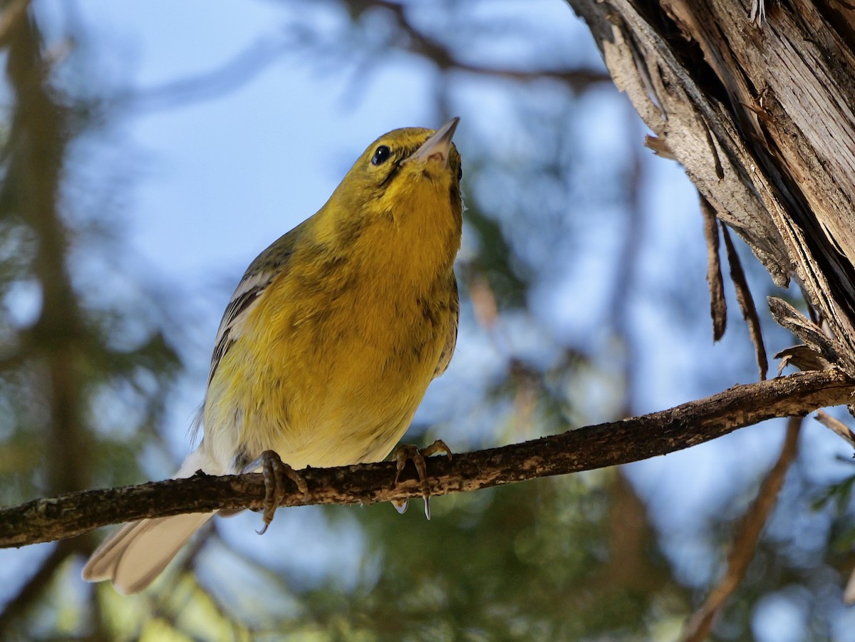 Pine Warbler - ML646542502