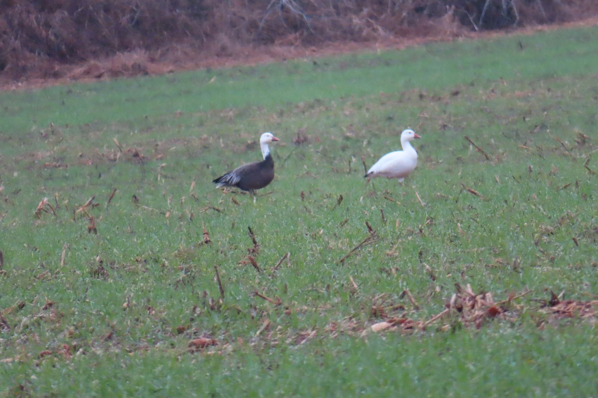 Snow Goose - ML646542504