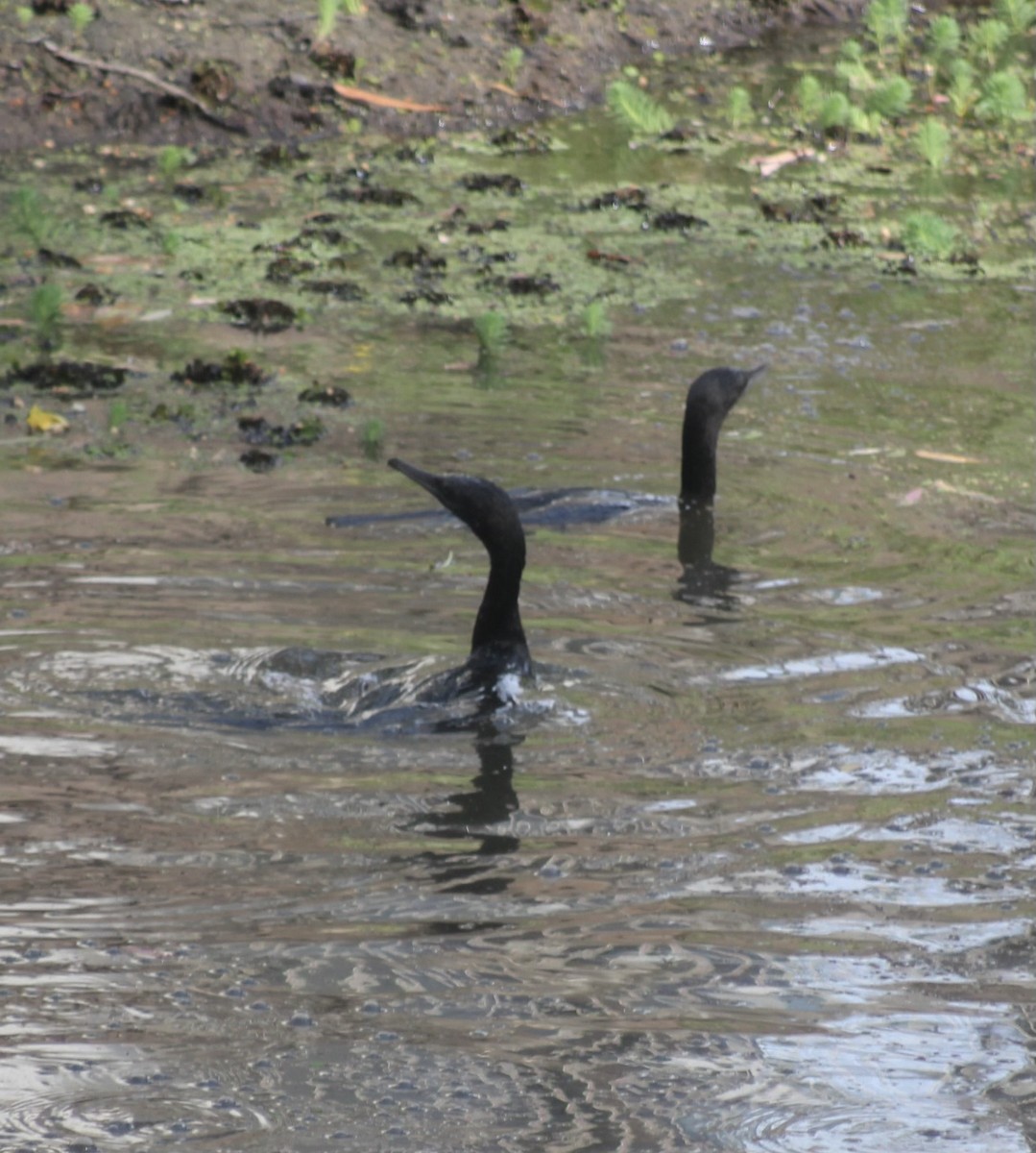 Little Black Cormorant - ML646542505