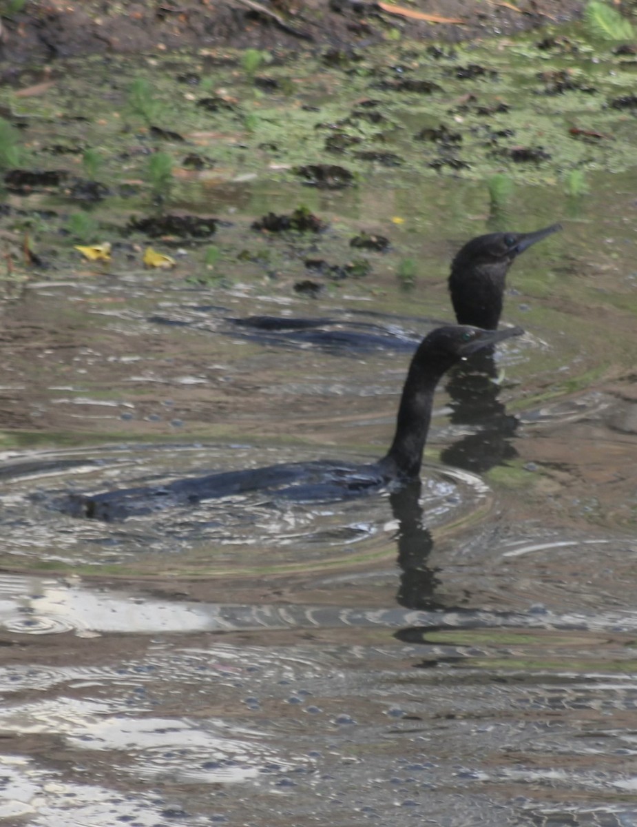 Little Black Cormorant - ML646542506