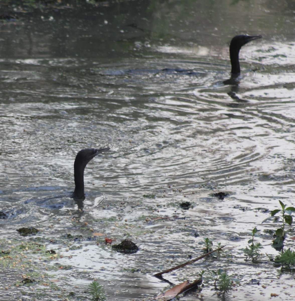 Little Black Cormorant - ML646542507