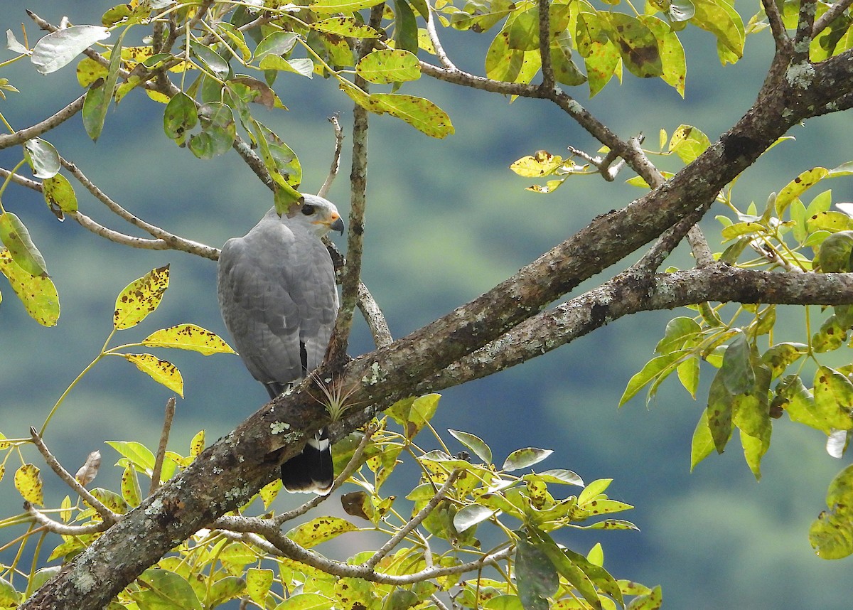 káně popelavá - ML646542509