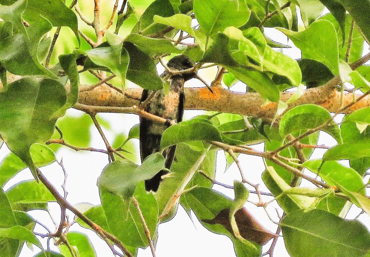 Colibrí de Buffon - ML646542513
