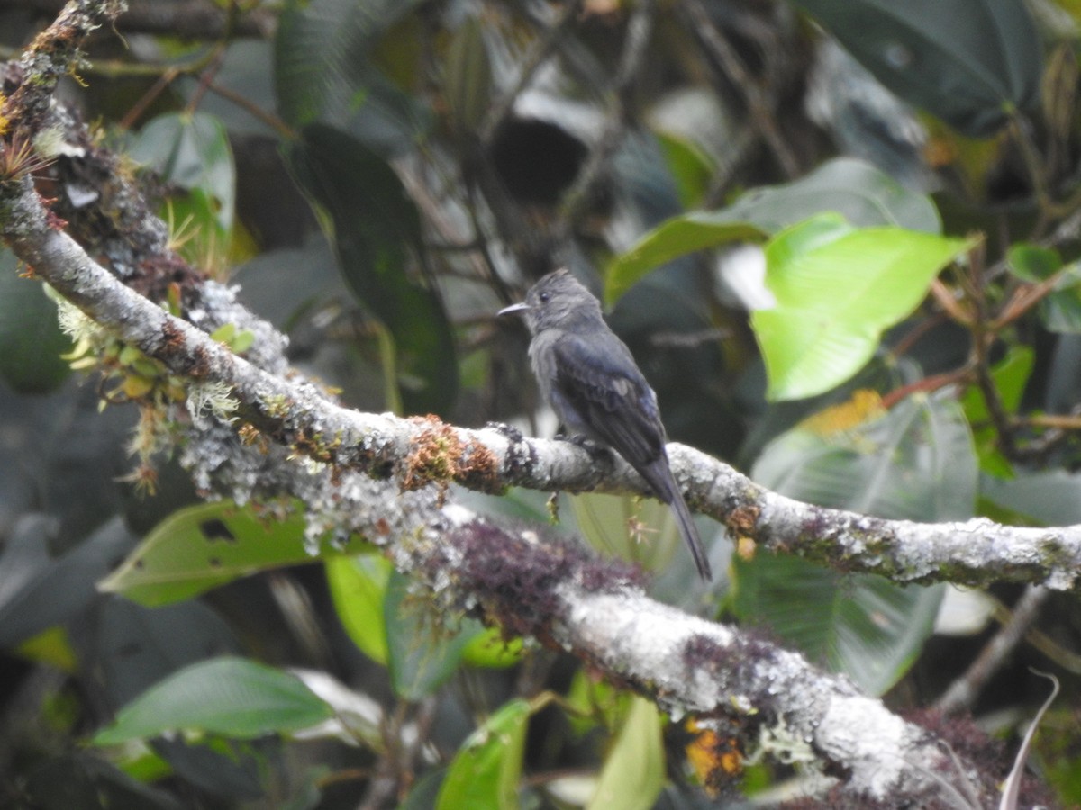 Smoke-colored Pewee - ML646542518