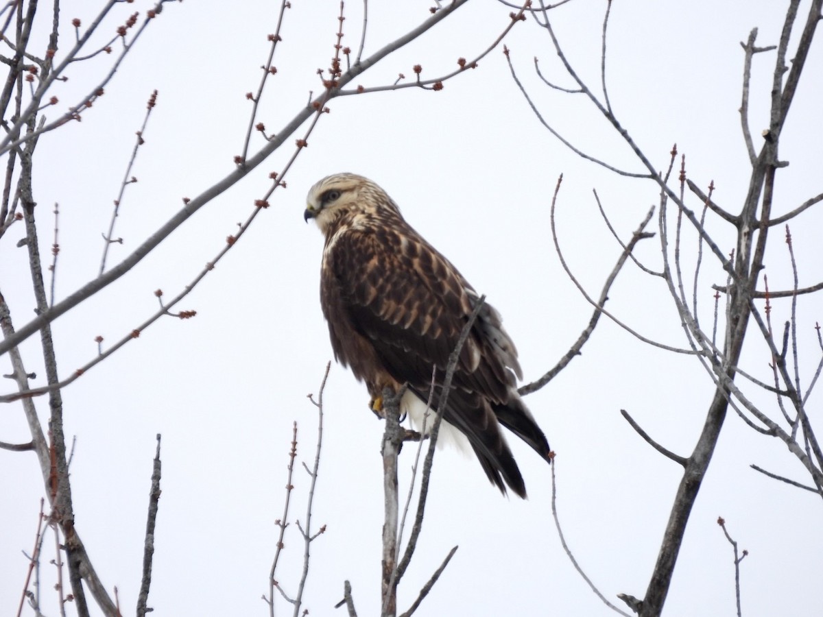 毛足鵟 - ML646542519