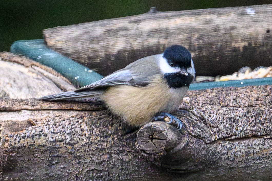 Karolina Baştankarası - ML646542522