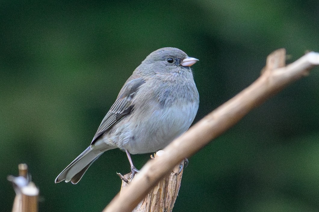 Kara Gözlü Junko - ML646542523