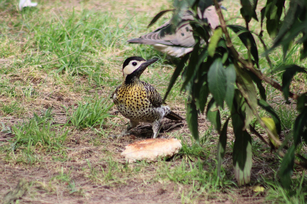 Черноусый дятел - ML646542524