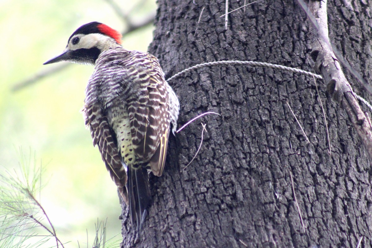 Черноусый дятел - ML646542525