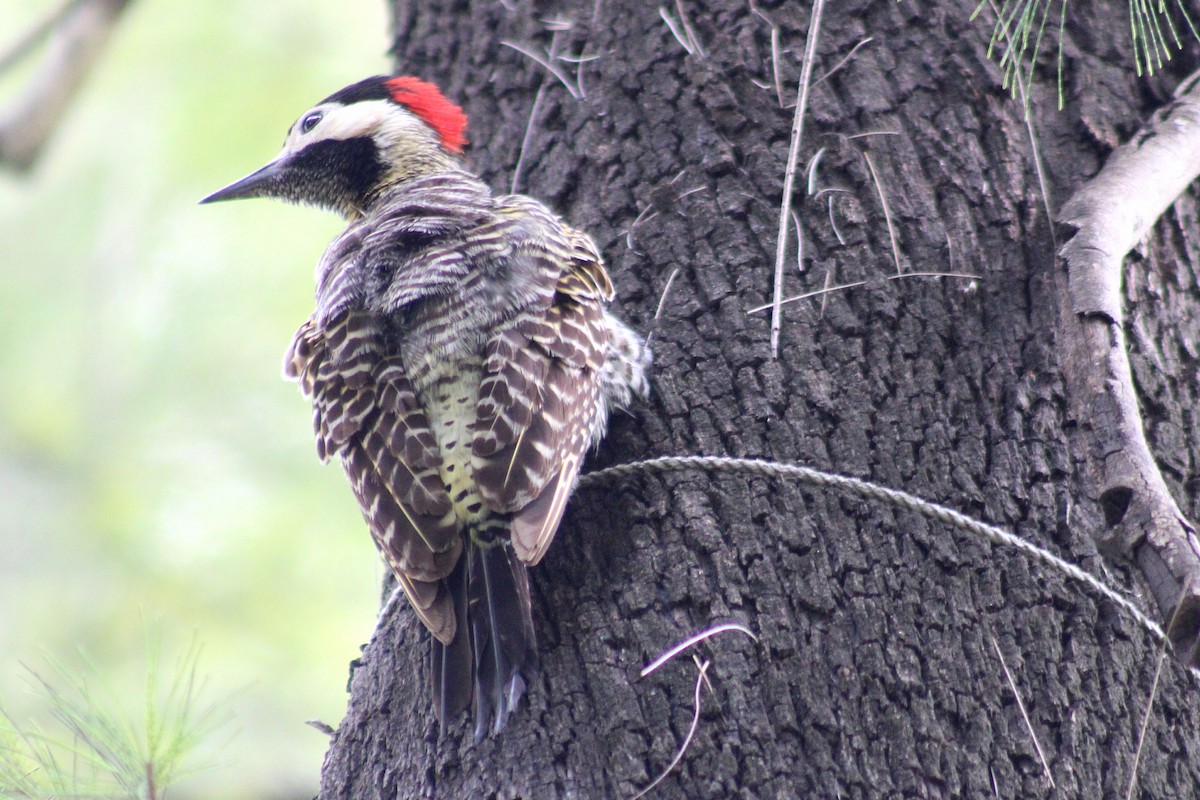 Черноусый дятел - ML646542526